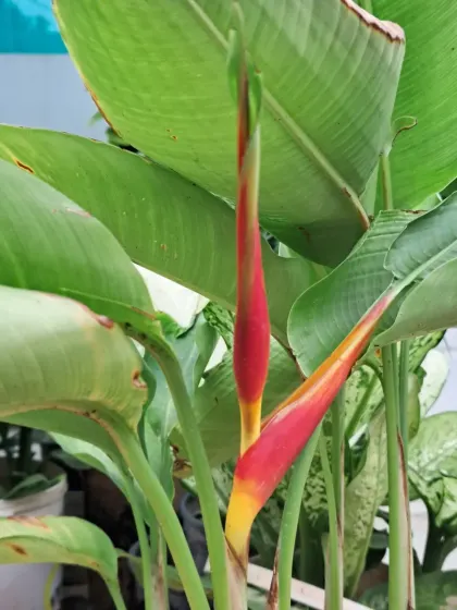 Another view of the Bird of Paradise flower, showing its vibrant red and yellow colors.