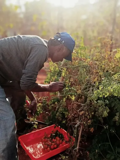 Krishnappa harvesting cherry tomatoes from our kitchen garden. We believe in the simple joy of picking fresh food, and our team is at the heart of that process.