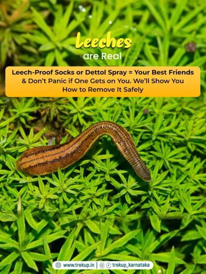 Tip 3: Leeches are real, but manageable. Leech-proof socks or a Dettol spray are your best friends. And do not panic if one gets on you; we will show you how to remove it safely.