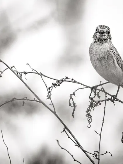 A Siberian Stonechat perched on a dry stalk, another common but beautiful visitor during the winter migration season in Delhi NCR.