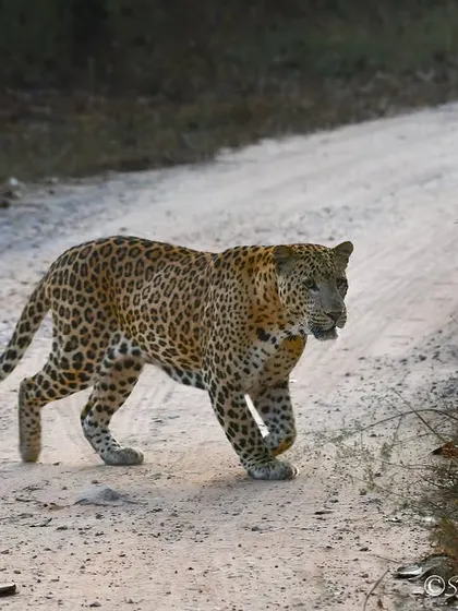 A leopard on the move, crossing the safari track right in front of us. These moments are fleeting, and you have to be ready. The focused look in its eyes shows an animal with a purpose, patrolling its territory in the Jhalana Reserve Forest.