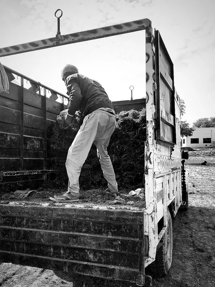 A black and white shot of a worker loading turf, adding an artistic touch to the hard work we do.