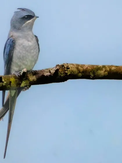 A Crested Treeswift in a classic pose.