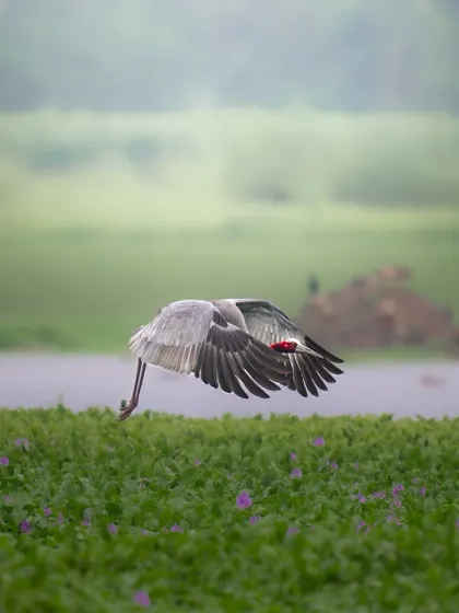 A Sarus Crane glides low over a field of purple flowers, a beautiful and dynamic flight shot that combines the bird with its environment.