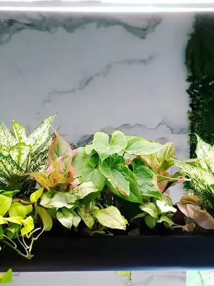 We create custom hanging planters on order. This arrangement of Aglaonema and other foliage plants is designed to thrive in an indoor setting.