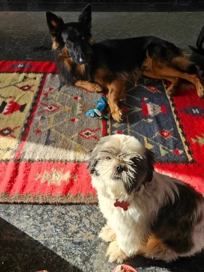 This is Toffy, a sweet Shih Tzu and my very first home boarding student, relaxing on the rug with Duggu. I ensure dogs of all sizes can coexist safely and comfortably, with crate training being a prerequisite for a harmonious household.