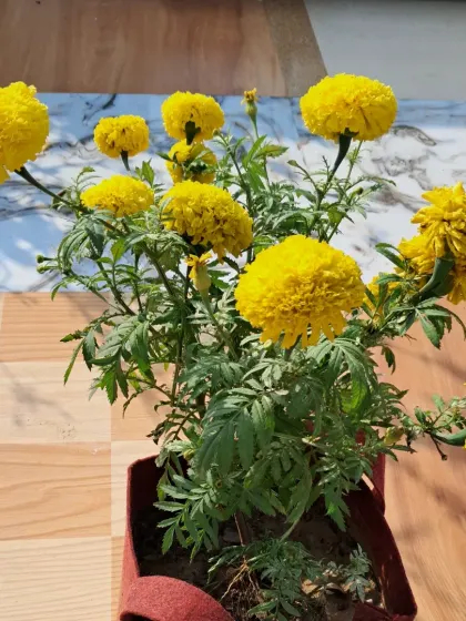 A marigold plant in a grow bag.