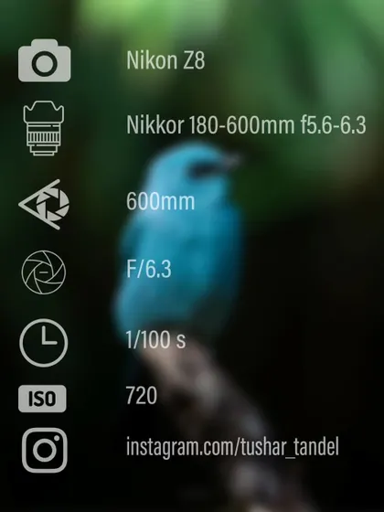 The settings and gear used to capture the Verditer Flycatcher.