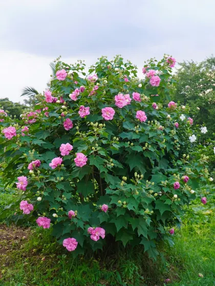 Captions for these will follow the same descriptive and serene tone, focusing on the specific flower, tree, or natural scene depicted and its connection to the ashram experience (e.g., "The Pink Trumpet tree in full bloom, a sign of spring at the ashram," "A lotus flower opens in the morning, just in time for meditation," "The sun's light filtering through the leaves, a reminder of the light within.").