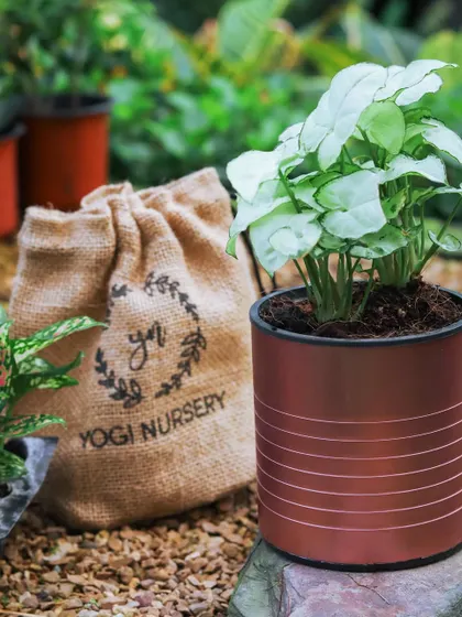 A duplicate of the previous image, this copper-colored metallic self-watering planter is perfect for adding a warm, contemporary touch to any space, shown with a healthy Syngonium.