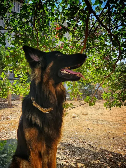 My handsome boy Duggu, enjoying a moment in the sun. His balanced temperament is a testament to consistent training, proper socialization, and a whole lot of love. He is my partner in everything I do.