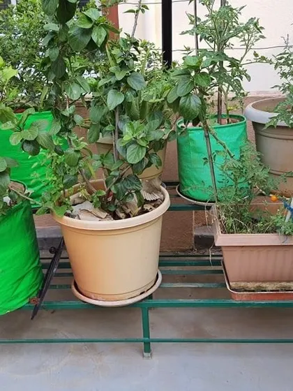 A lemon tree in a grow bag, alongside other plants, all neatly organized on one of our sturdy metal stands.