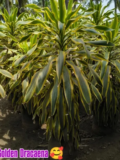 The Big Golden Dracaena has beautiful yellow and green striped leaves that can brighten up any corner.
