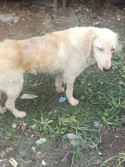 Another look at this deserving girl. She is a 6 month old spayed and vaccinated female, a Golden and Lab cross, available for adoption in Bangalore.