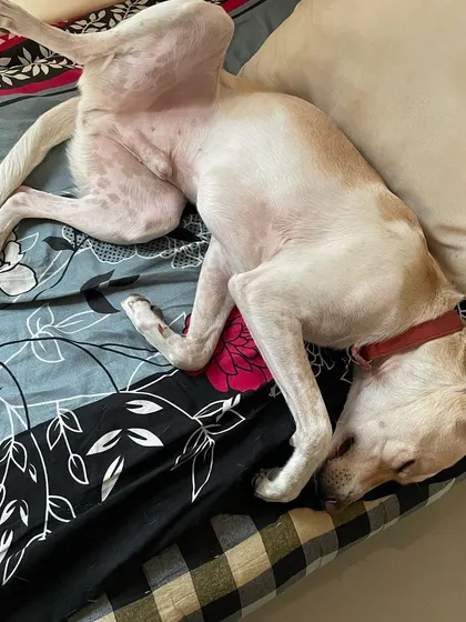 Another angle of this sleepy baby, completely comfortable and at peace. We love seeing our guests so settled in.