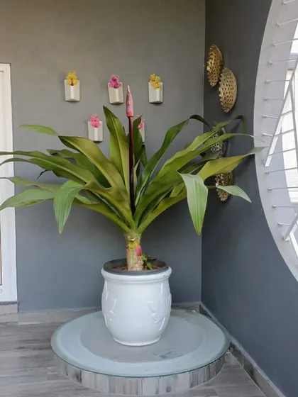 A stunning Cordyline with a prominent pink flower spike, placed in an ornate white ceramic planter. This makes for a beautiful and exotic statement piece for a covered porch or entryway.