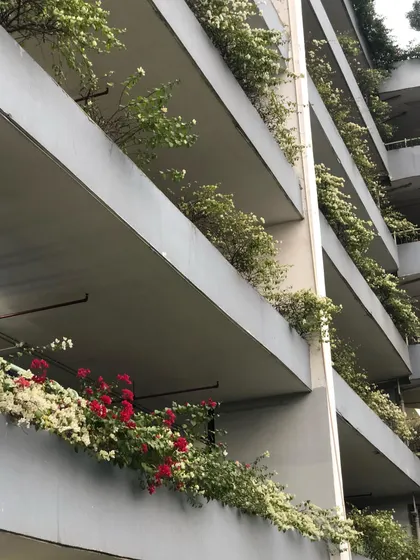 A mix of red and white Bougainvillea cascades down the levels of a multi-story parking structure, showing how plants can soften even the most industrial architecture.
