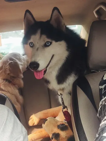 Attention, handsome hunk on board. This beautiful Husky with stunning blue eyes was a pleasure to have in my taxi.