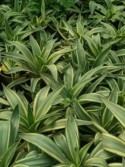 A view of our Agave plants. These are hardy succulents that are great for both indoor pots and outdoor rock gardens, requiring very little water.