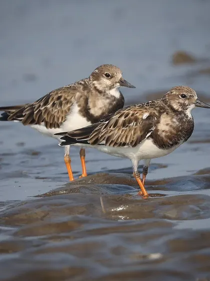 A pair of Ruddy Turnstones in their non-breeding plumage on a beach in Mumbai. These birds are true globetrotters, with a breeding range in the Northern Hemisphere and wintering grounds as far south as Africa and Australia.