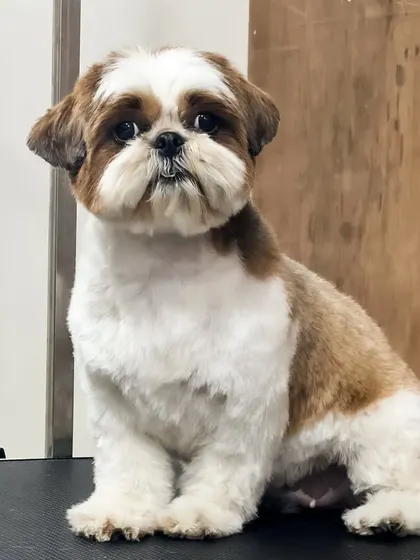 The "after" shot, showing the clean lines and expertly shaped face. The transformation is clear and highlights the skill involved.