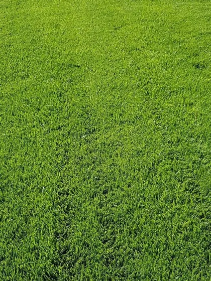 This is the result of a professional carpet grass installation. A seamless, vibrant, and healthy green lawn, perfect for homes, farmhouses, and commercial properties.