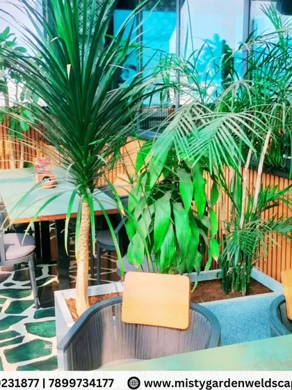 This seating nook is surrounded by greenery, with tall plants in modern planters creating a semi-private and relaxing atmosphere for patrons.