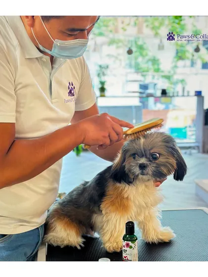 Our groomer gently brushes a Shih Tzu's coat, an essential step for preventing mats and distributing natural oils. This image captures the trust between pet and groomer in our calm spa environment.