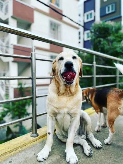 This happy Labrador is catching his breath after a good run. The terrace provides ample space for both high-energy play and quiet moments of relaxation.