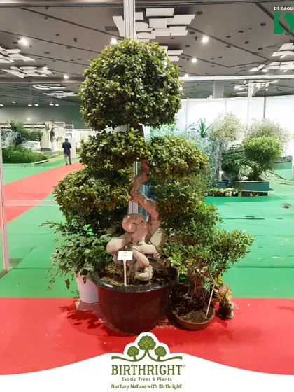 Our intricately shaped topiary and bonsai trees were a highlight at the Van Mahotsav exhibition. This piece showcases the artistry and skill our team brings to every plant we cultivate.