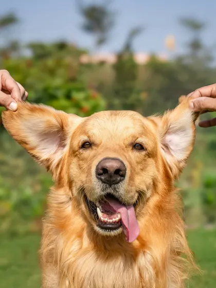 The "Dumbo" ears shot! A playful moment with a Golden Retriever, showing off his big, floppy ears. These silly, interactive shots are always a hit.