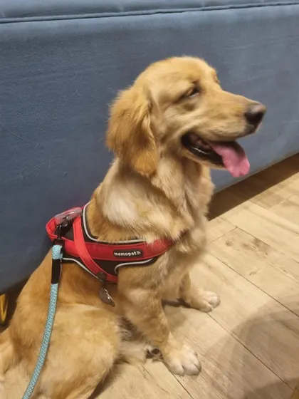 Goldy, looking beautiful and healthy in her new home. Thank you to her family for giving her a second chance at life.