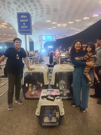 This family is moving three pets to the USA via cargo. I provided three separate, size-appropriate crates to ensure each pet had a secure and comfortable journey.