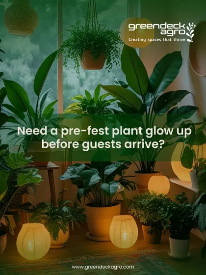 Need a pre-festive plant glow-up before guests arrive? My Home Mali service ensures your plants look their absolute best, so your entire space glows even brighter for the celebration.