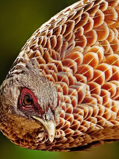 An extreme close-up of a female Khalij Pheasant. The shot reveals the intricate, scale-like pattern of her brown feathers and the red skin around her eye.