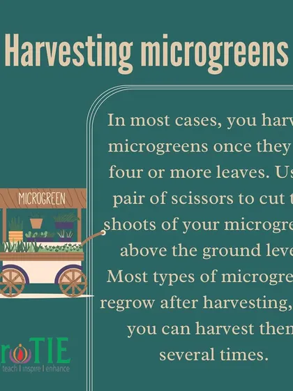 Harvesting microgreens at the right time is crucial for maximum nutrition. We teach you when and how to harvest for the best results in our workshops.
