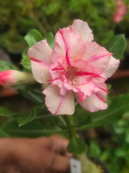 A beautiful pink and white striped Adenium flower. I have many different colors and patterns of Desert Rose available.