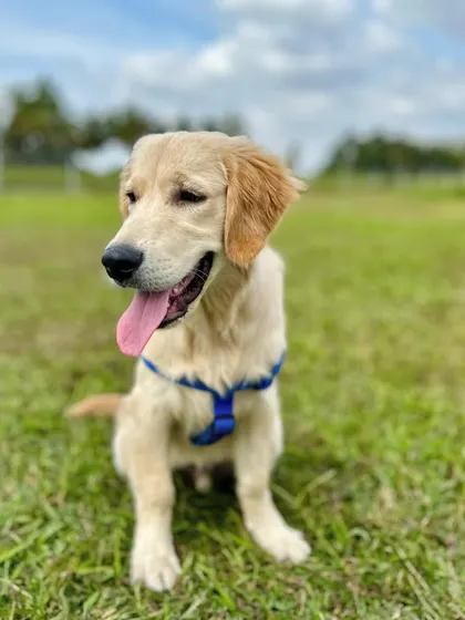 This young golden retriever puppy is full of life and ready for adventure.
