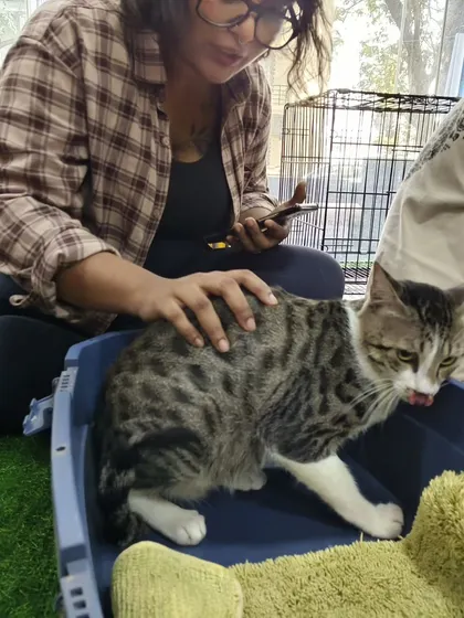 A rescuer comforting a beautiful tabby cat at our adoption event. These cats come from various situations and our drives provide a calm environment for them to meet new people.