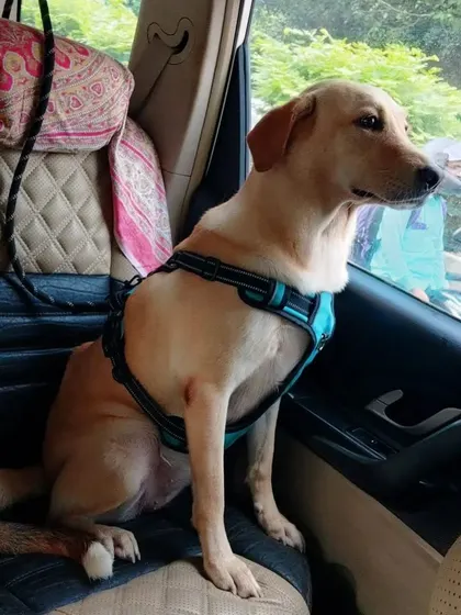 Just enjoying the view. A calm and curious passenger taking in the sights.