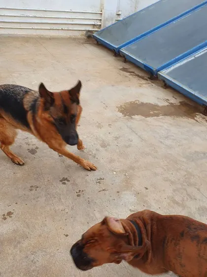 A German Shepherd and a Boxer in a playful standoff. This helps them learn to read body language and negotiate play styles.