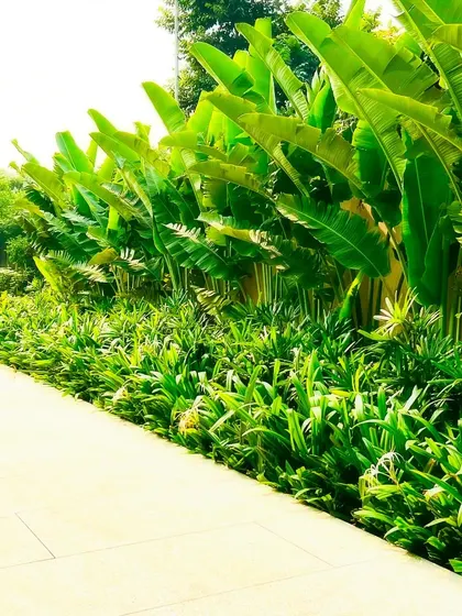 A stone pathway lined with a dense border of tropical plants, including Traveller's Palms. I use pathways not just for circulation but to create guided visual experiences through the landscape.