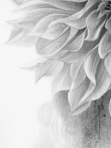 A corner detail of the dahlia drawing.