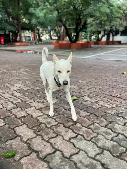 This white dog trotting along the path is a regular at our 5 am sessions, often leading the pack.