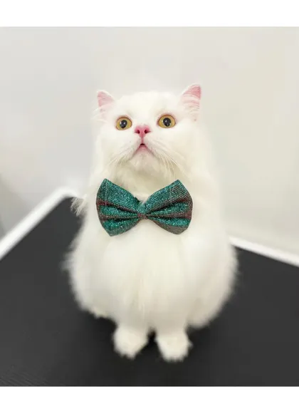 This handsome white cat is looking sharp with a glittery bow tie. His fur is perfectly coiffed and clean after his grooming.