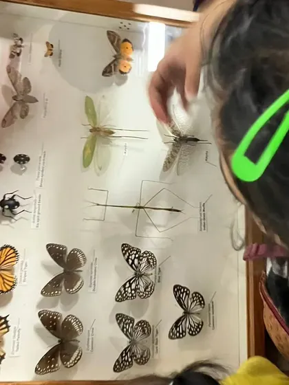 A child peers into a display case of butterflies and other insects, marveling at the beautiful diversity of shapes, sizes, and colors.