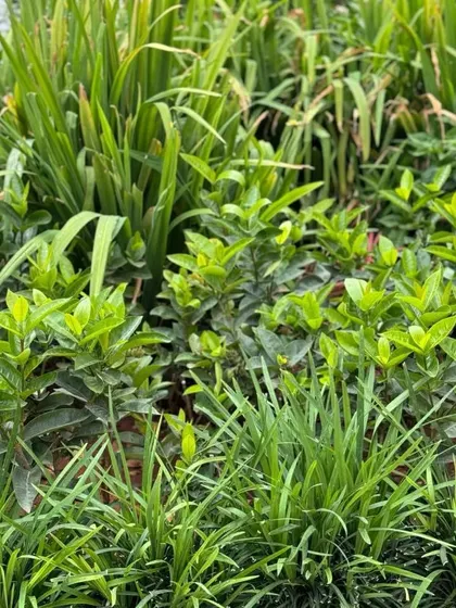 A close up of healthy, vibrant green foliage. We ensure every plant we use is in peak condition to give your garden the best possible start.