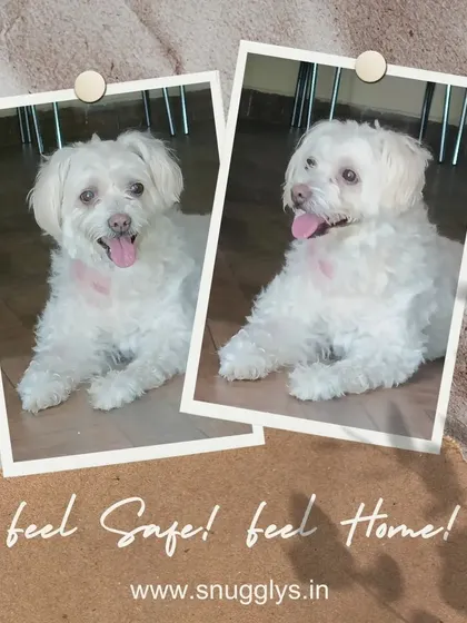 This collage of a fluffy white dog reminds pet parents that their furry friends will feel safe and at home with us.