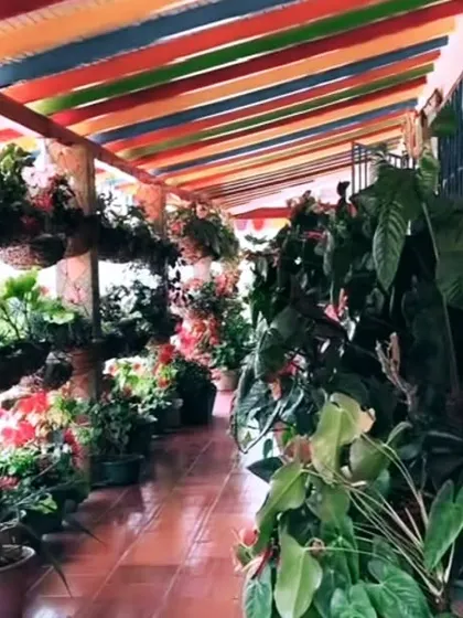 We can turn any corridor or verandah into a beautiful plant gallery. For this space, we used a combination of hanging baskets and floor pots to line the walkway with colorful flowers and green foliage.
