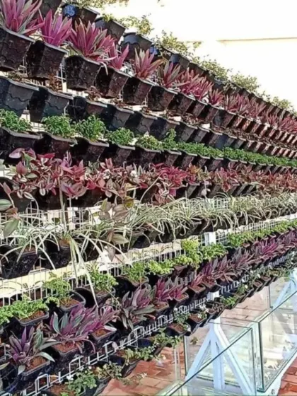 This angled shot shows the scale and density of the living wall on the terrace. The modular system allows for a massive display of plants that brings life and fresh air to this rooftop space.
